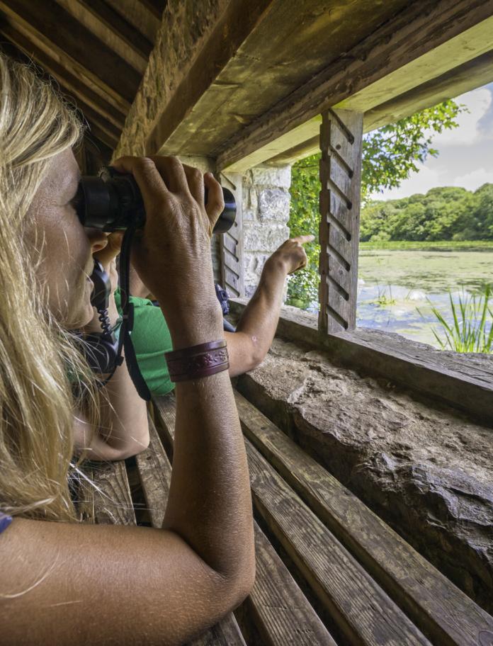 woman and man bird watching from a hide.