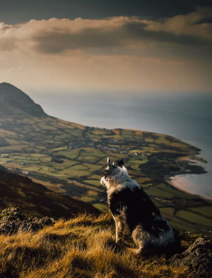 A dog sitting down at the top of a hill, looking over a mountainous scene