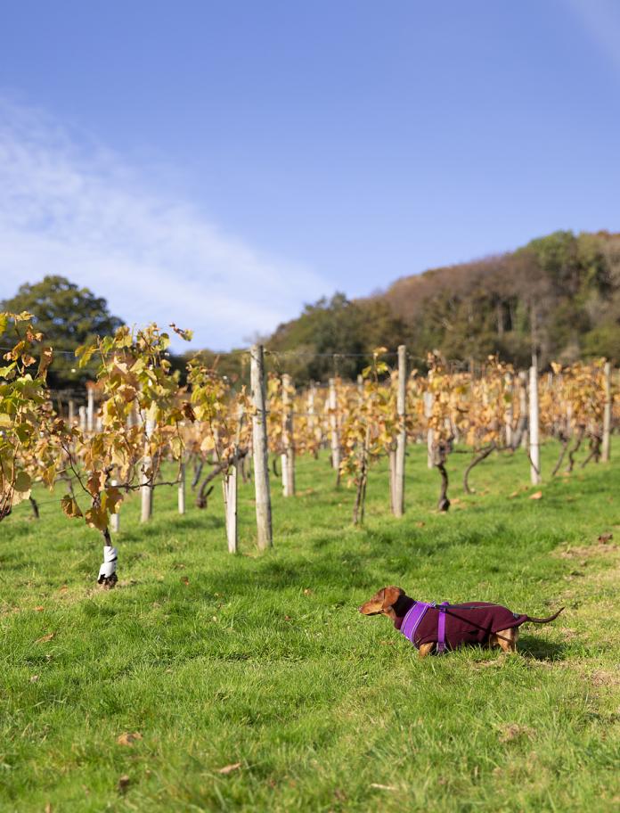 A Dachshund in a vineyard.