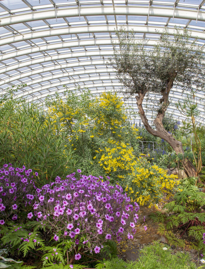 Colourful flowers and plants under a glass dome roof