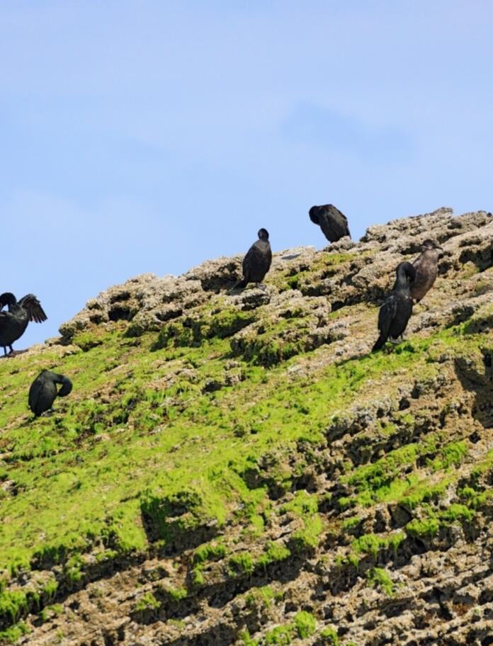 group of cormorants on grassy cliff.