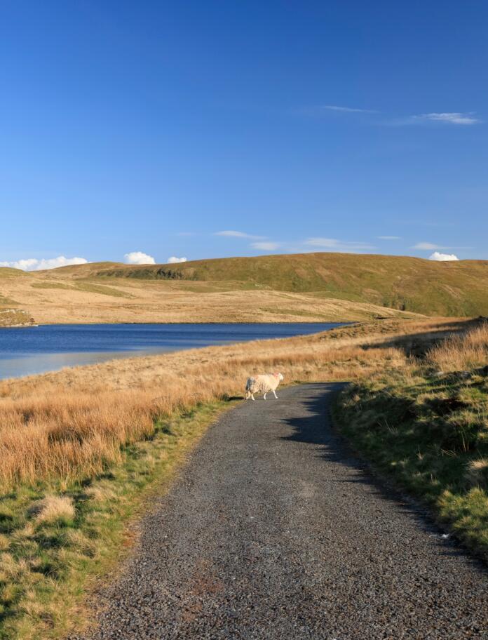 Fußweg rund um einen See mit einem Schaf und Hügeln im Hintergrund.