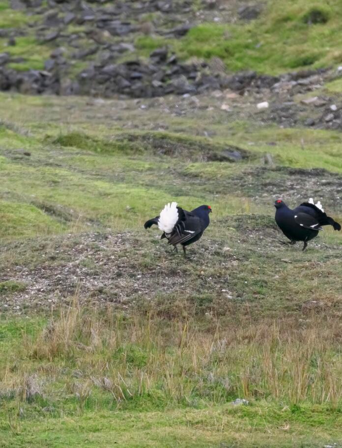 Three black grouse 