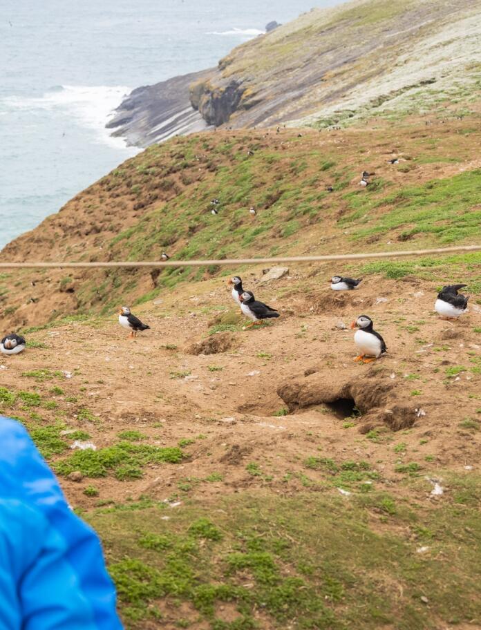 A woman looking at a group of puffins from behind a horizontal rope.