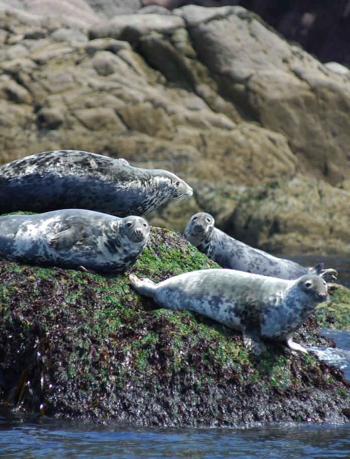 Six grey seals basking on a seaweed covered rock by the sea.