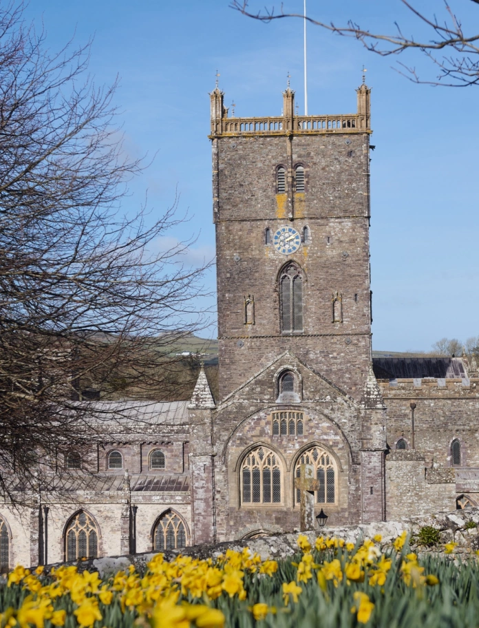 St Davids Cathedral, a 12th century stone church, set against a clear blue sky with daffodils in the foreground.