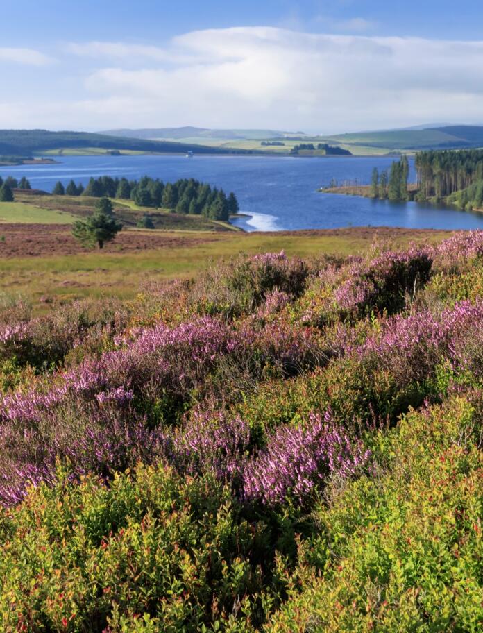 Overview of a wide reservoir from a gorse covered moor.