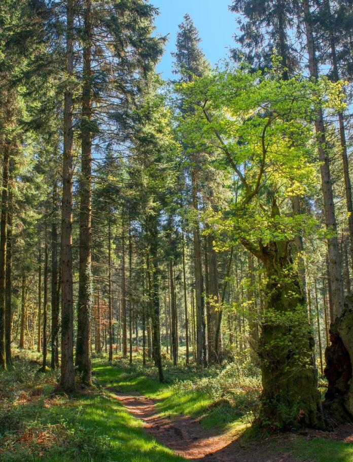 a woodland path through tall trees, on a sunny day.