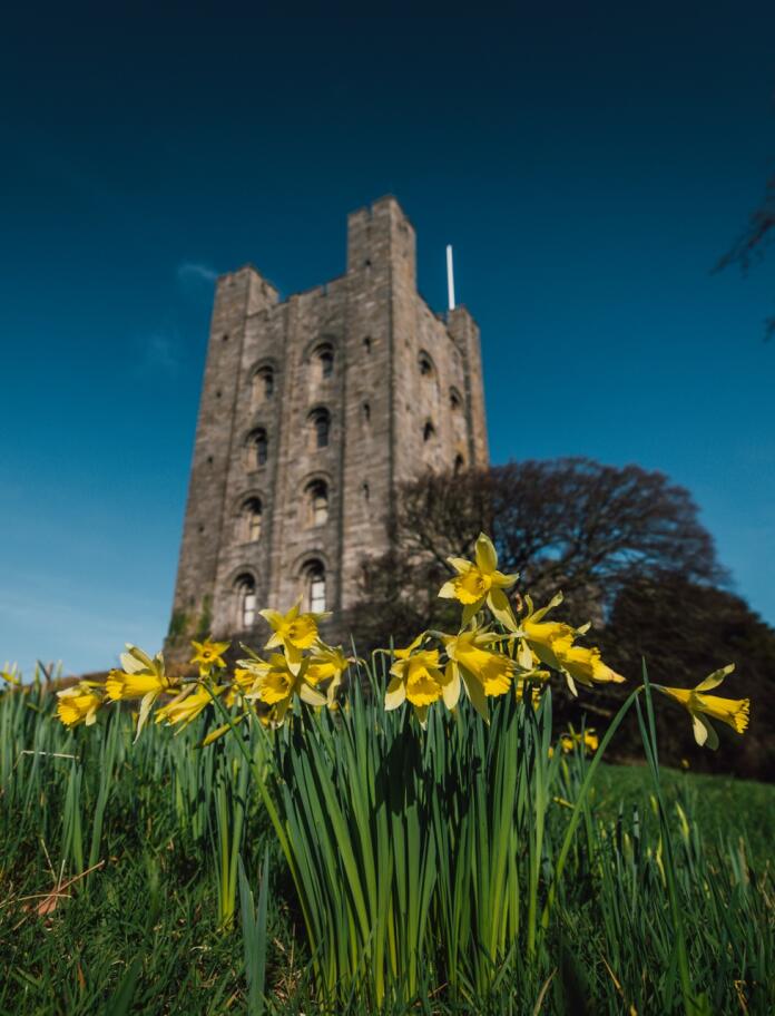 An imposing castle tower with daffodils in front.