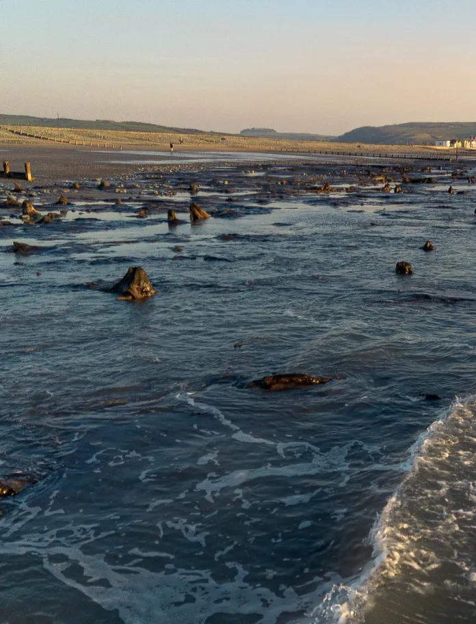 An ancient submerged forest on a beach.