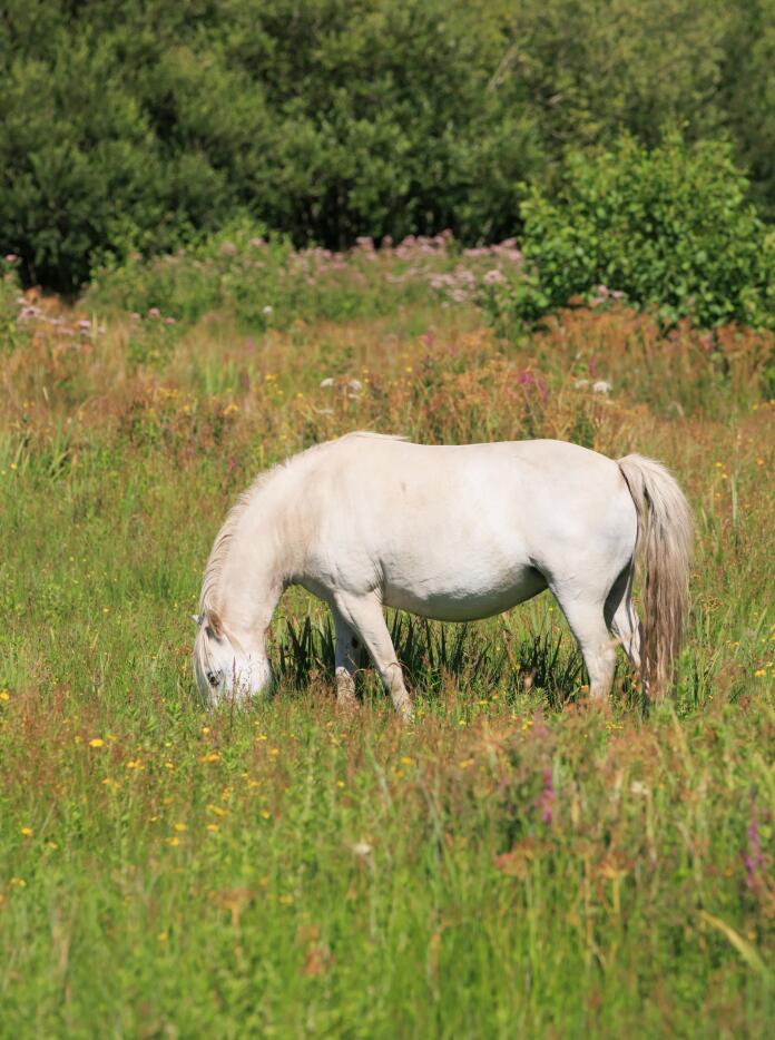 A white pony grazing