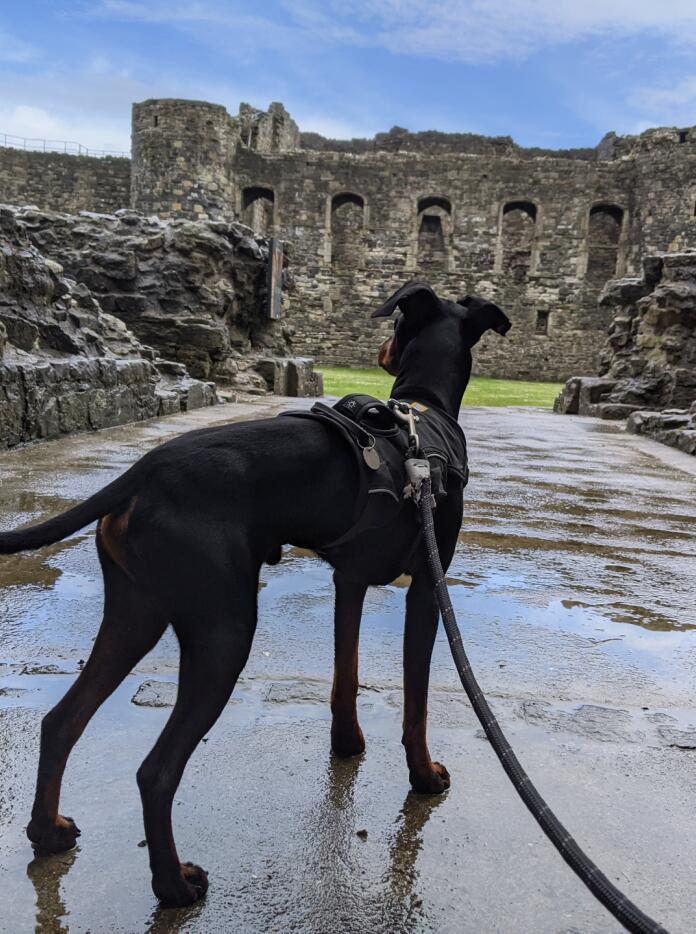 dog standing within the castle ruins.