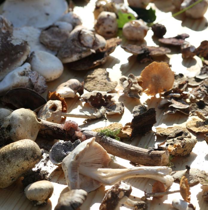 An array of wild fungi and mushrooms.