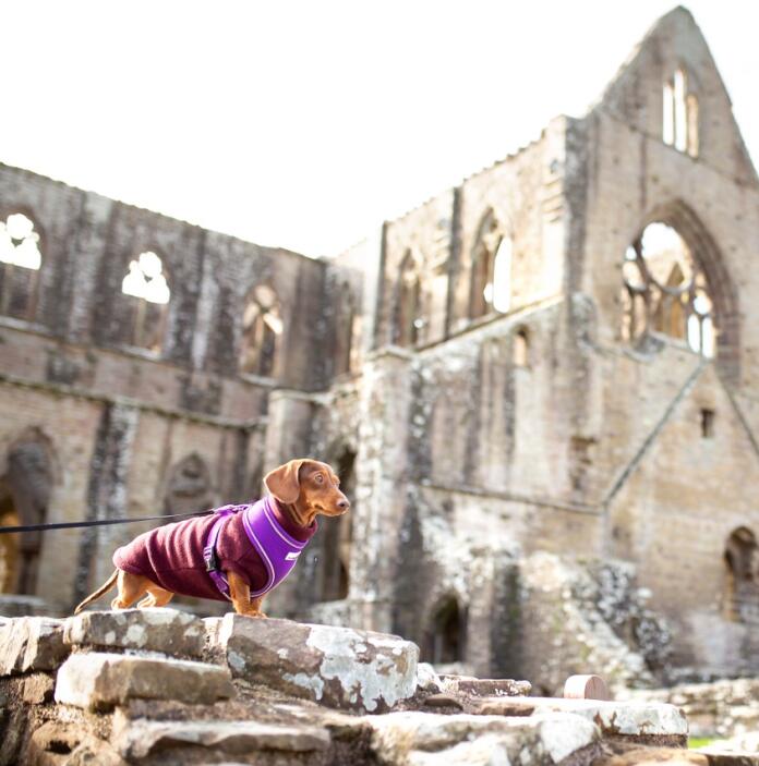 Small dog stood on a wall with Tintern Abbey in the background.