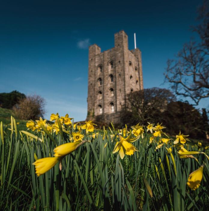 A castle beyond a field of daffodils.