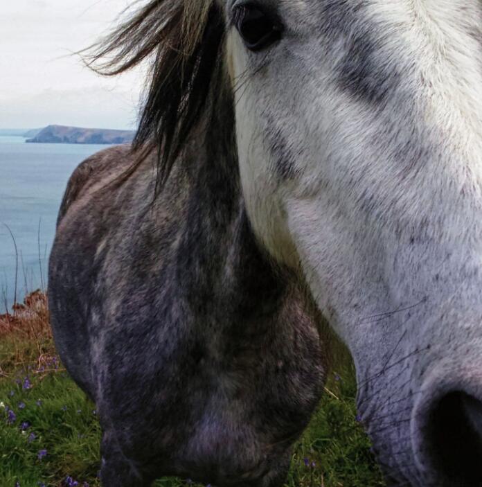 Ein weißes Pferd streckt seine Nase neugierig in die Kamera – im Hintergrund die Küstenlinie.