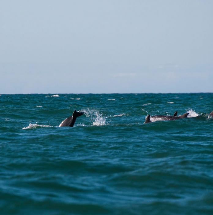 Dolphins making a splash in Cardigan Bay.