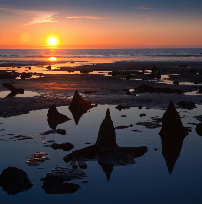 Tree stumps on beach at sunset Submerged Forest.
