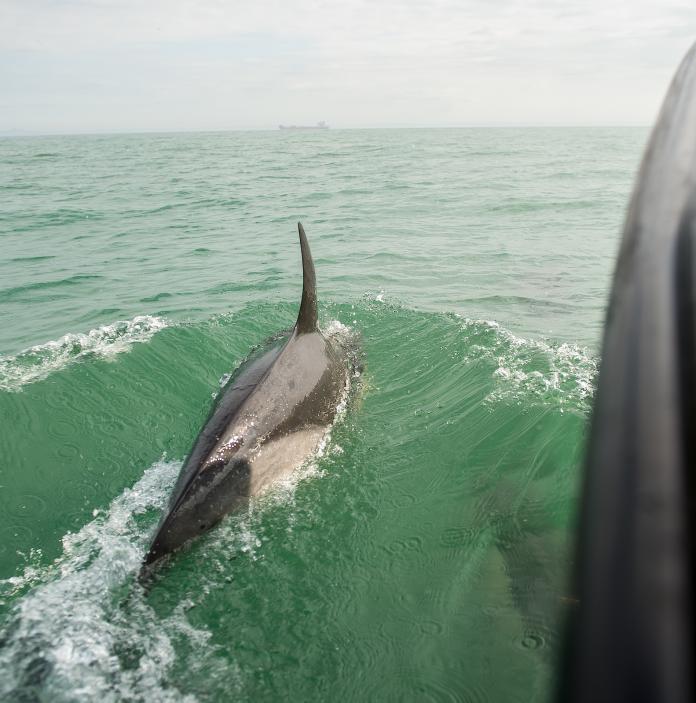 Dolphin spotting, Cardigan Bay