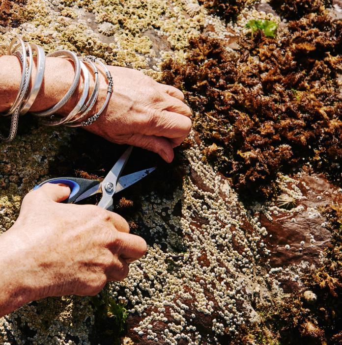 Image of a woman's hands using scissors to cut seaweed from a rock while foraging