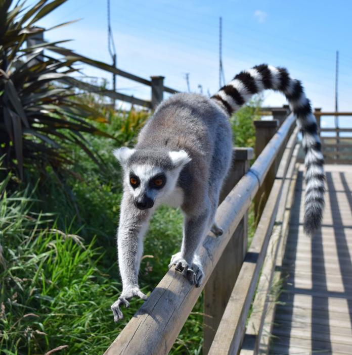 A ring tailed lemur.