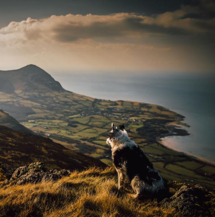 A dog sitting down at the top of a hill, looking over a mountainous scene