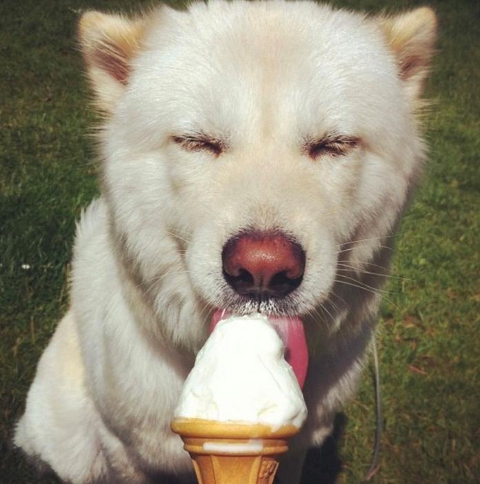 A large white fluffy dog licking an ice cream.