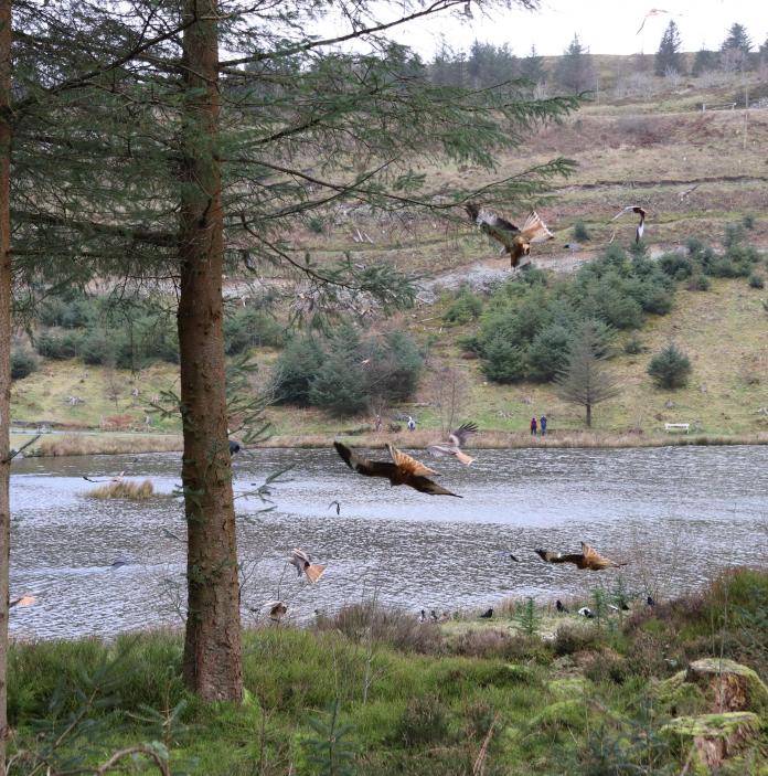 Red kites flying between trees around a lake.