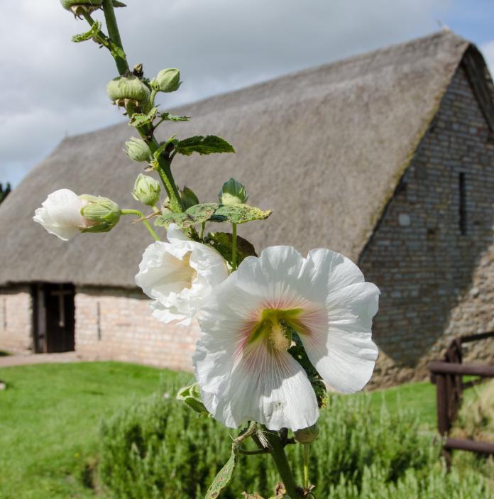 Thatched stone building with white flower in the foreground.