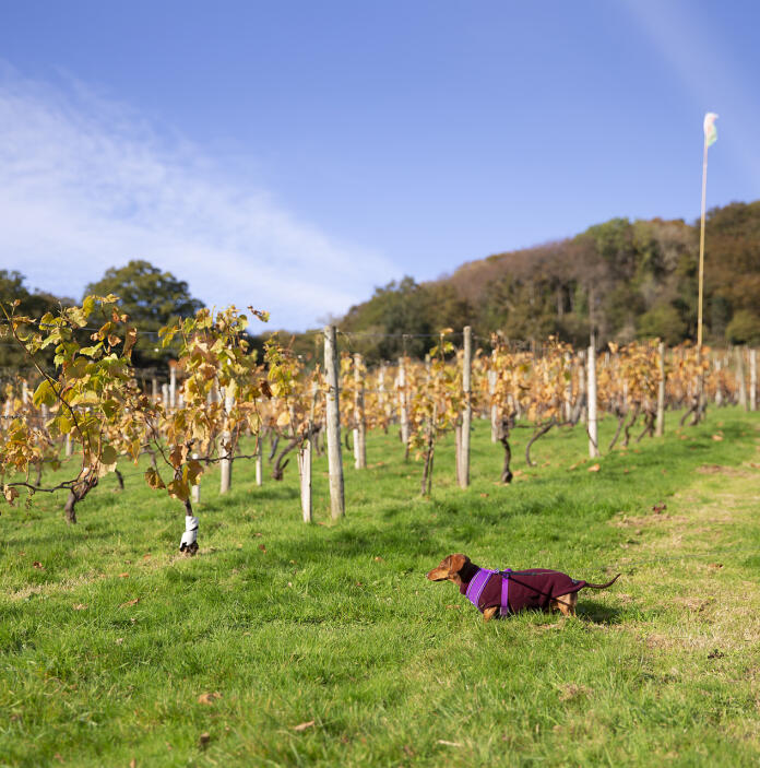 A Dachshund in a vineyard.