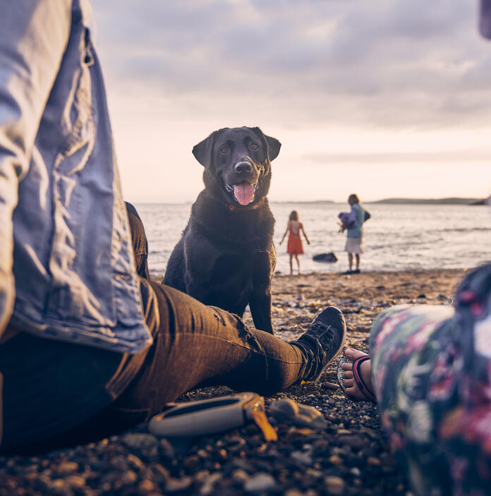 dog sat on beach, viewed through backs of two people.