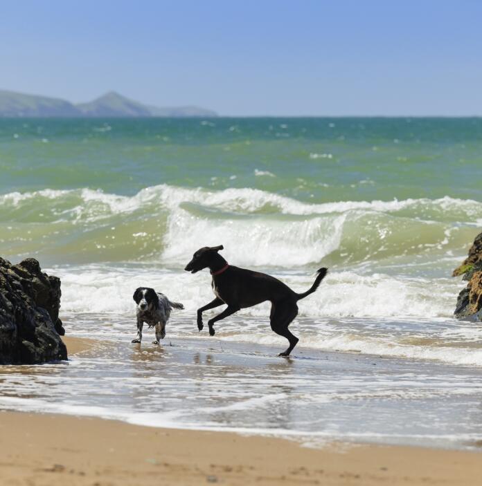 two dogs in sea.