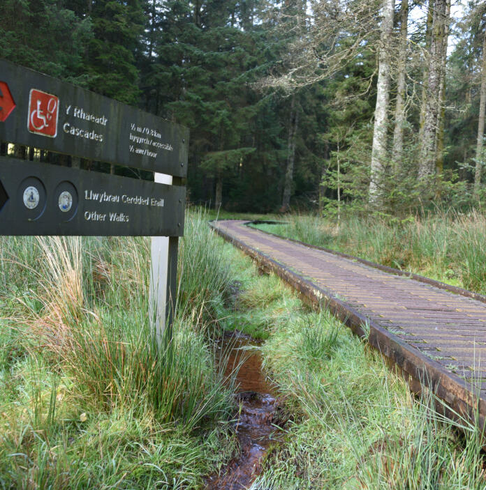 Wooden signage next to a wood broadwalk in a pine forest.