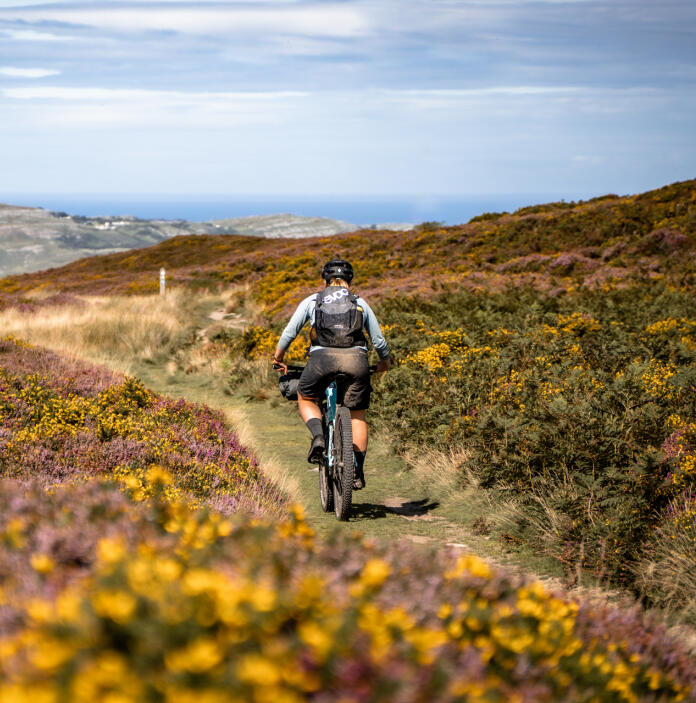 A female mountain biker on a grassy mountain pathway amongst gorse and heather.