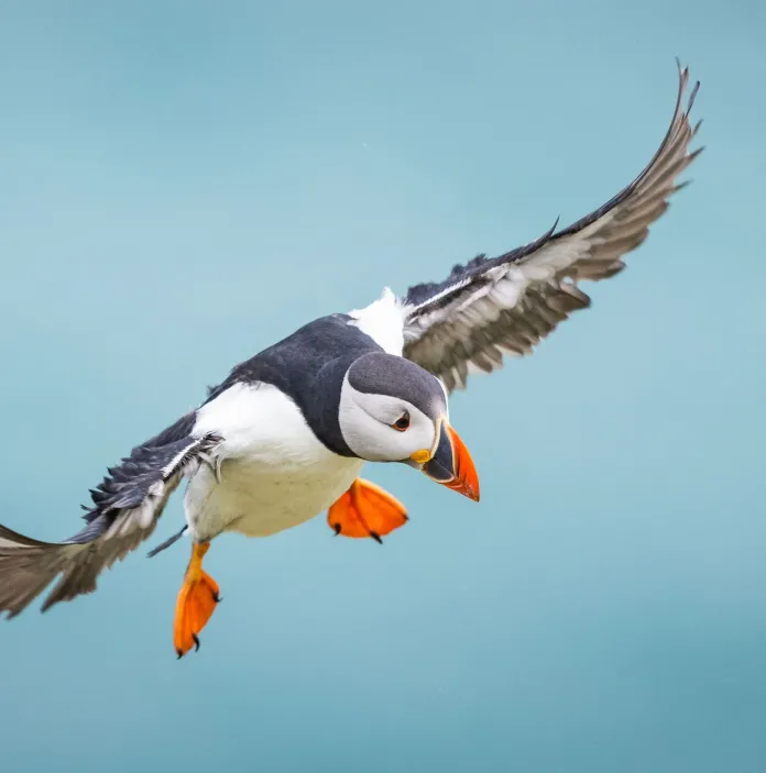 A puffin (a black and white bird with an orange beak and orange feet) in flight.