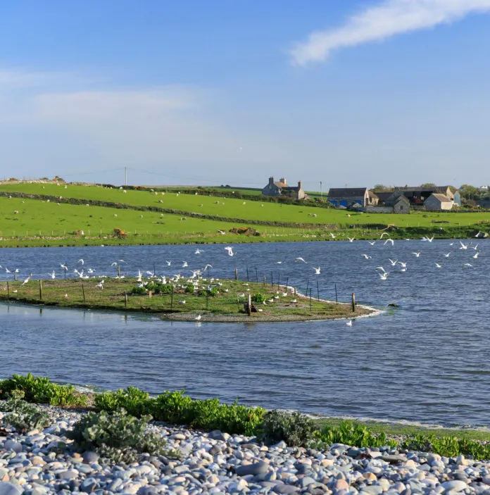 A bird colony by a pebbled shoreline, with a small grassy island in the water.