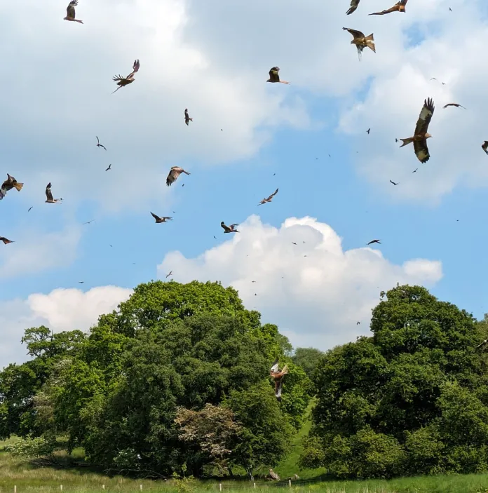 A lot of red kites flying above a field.