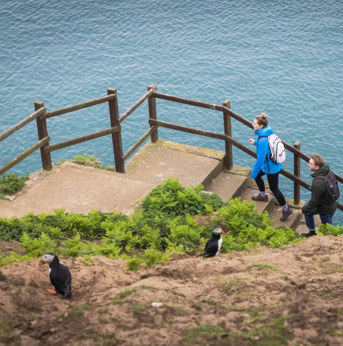 A couple walking up concrete steps on an island, watched by puffins.