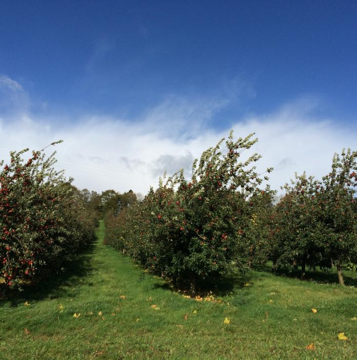 Cider apple orchard.
