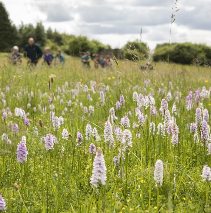 field of orchids growing with blurred background of people looking at them
