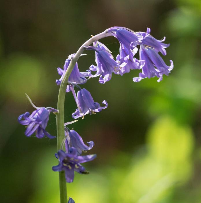 A bluebell.