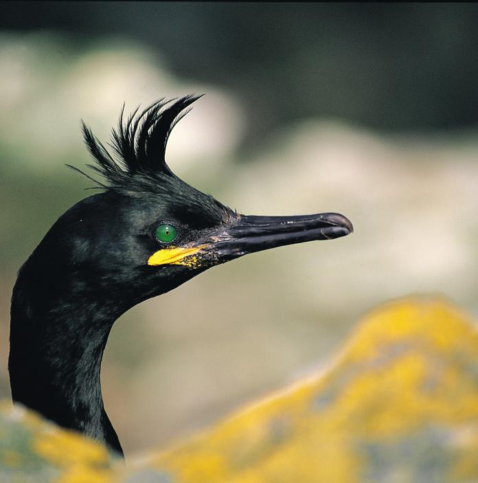 Picture of a Shag bird