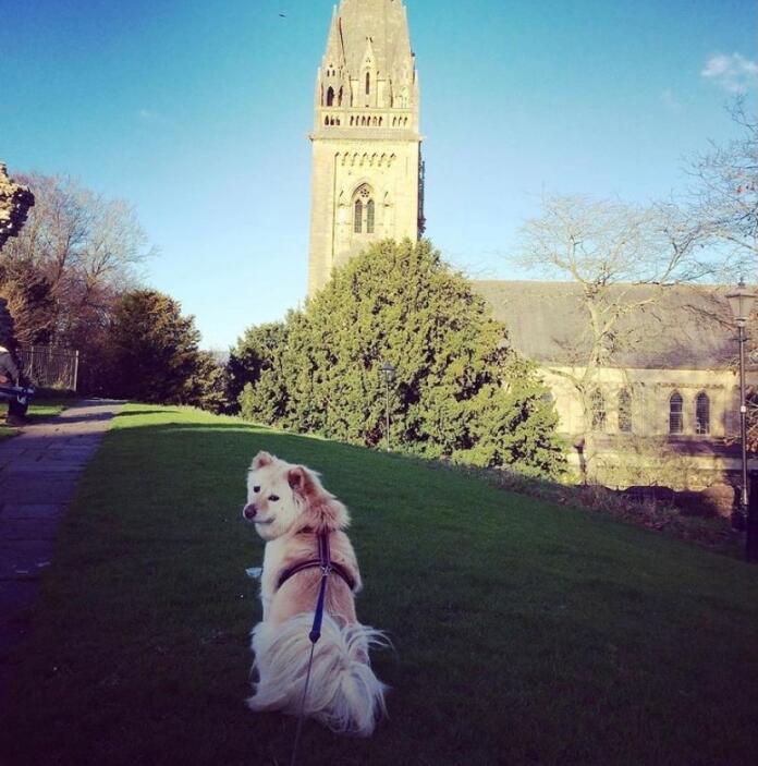 A big white fluffy dog on grass by a cathedral.