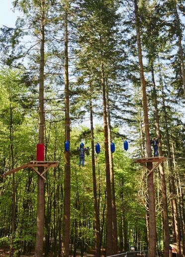 Two people on the zip lines and wires amongst the tall pine trees at Zip World Fforest.