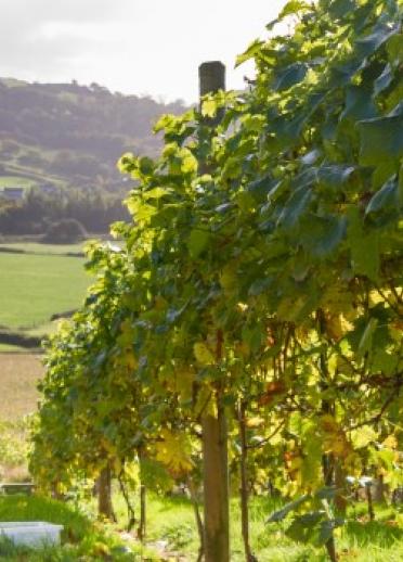 Gwinllan Vineyard grapes growing on vines.