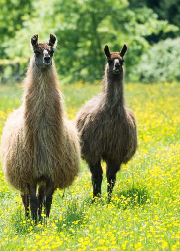 Two llamas at Glyndwr Vineyard
