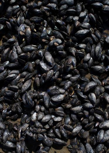 Mussels on the Menai Strait.