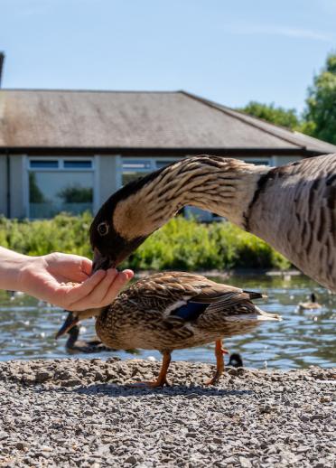Girl feeding a Nene Goose 