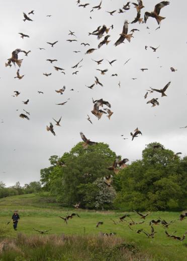 Red kites flying in the grey sky around green trees