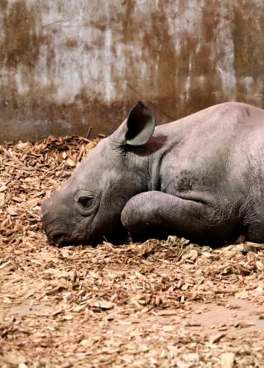 Male rhino calf lying down in bedding.